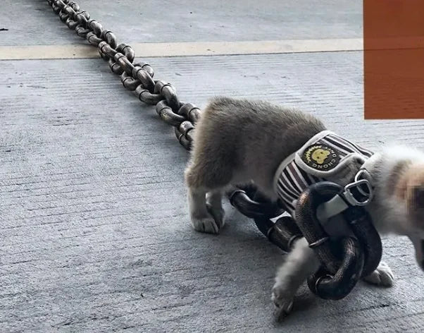 Petaurapets Iron Chain Dog Leash