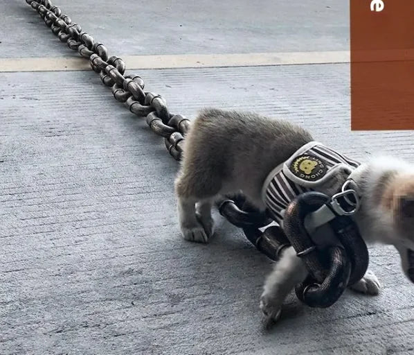 Petaurapets Iron Chain Dog Leash
