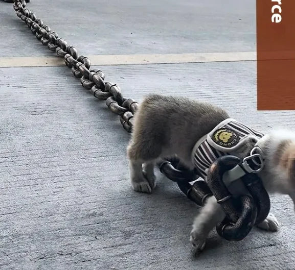 Petaurapets Iron Chain Dog Leash